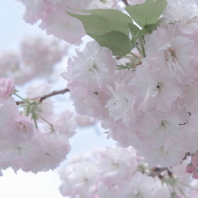 安福福瑞交流群